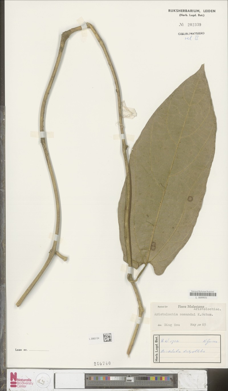Aristolochia manokwariensis photo 2