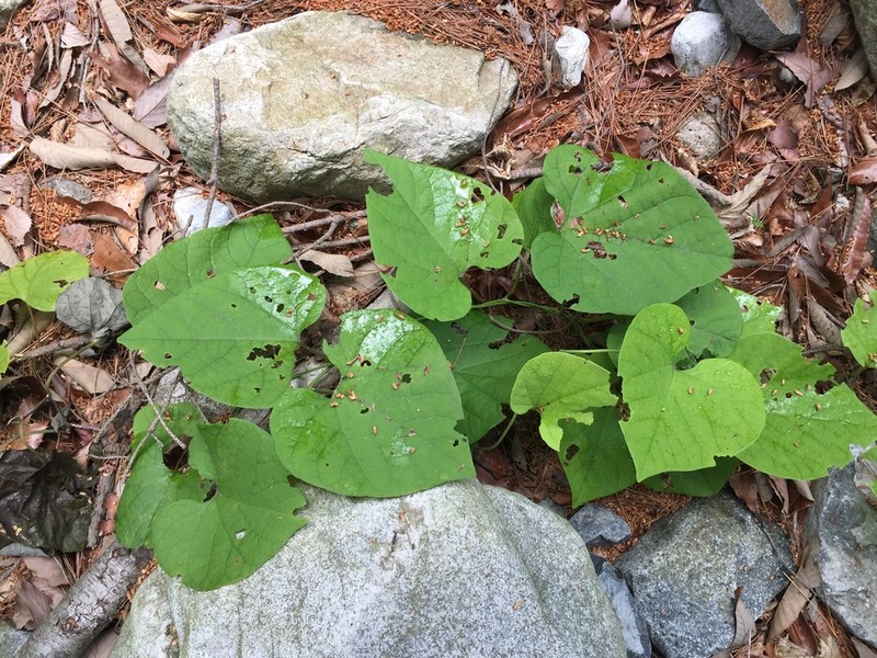 Aristolochia manshuriensis