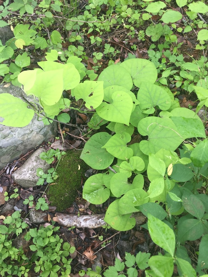 Aristolochia manshuriensis photo 2