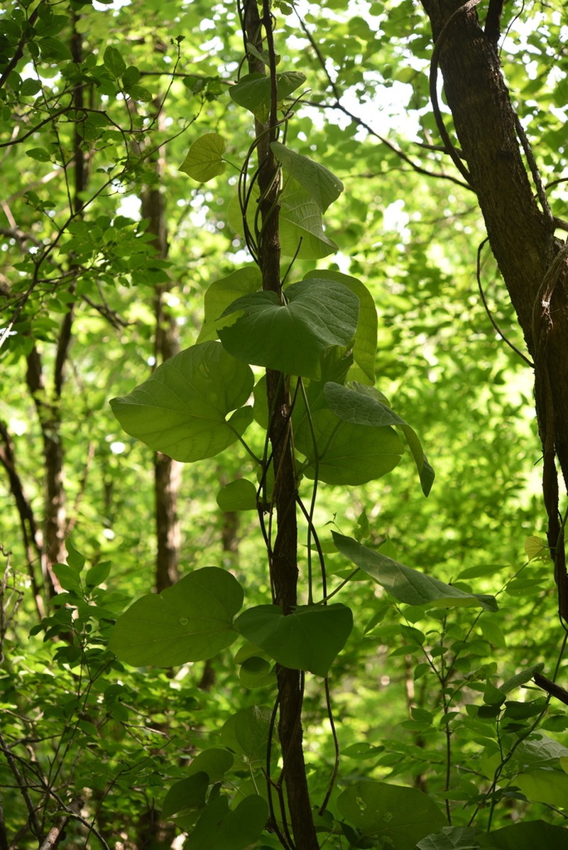 Aristolochia manshuriensis photo 3
