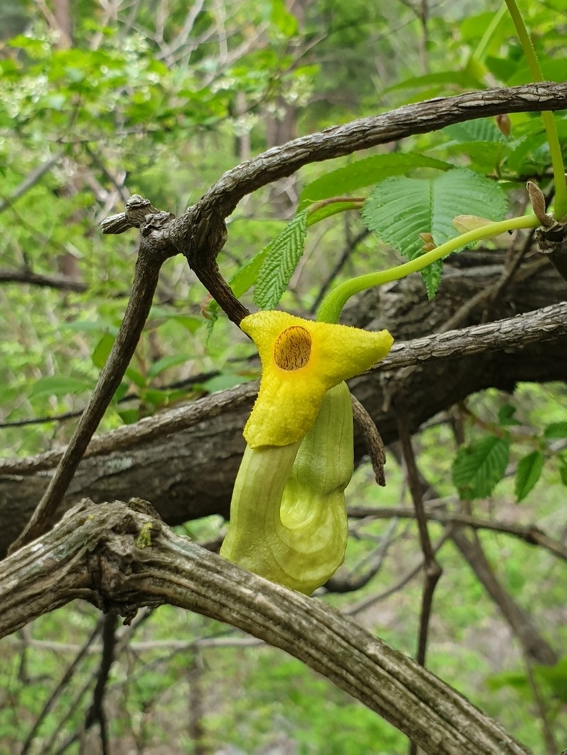 Aristolochia manshuriensis photo 4