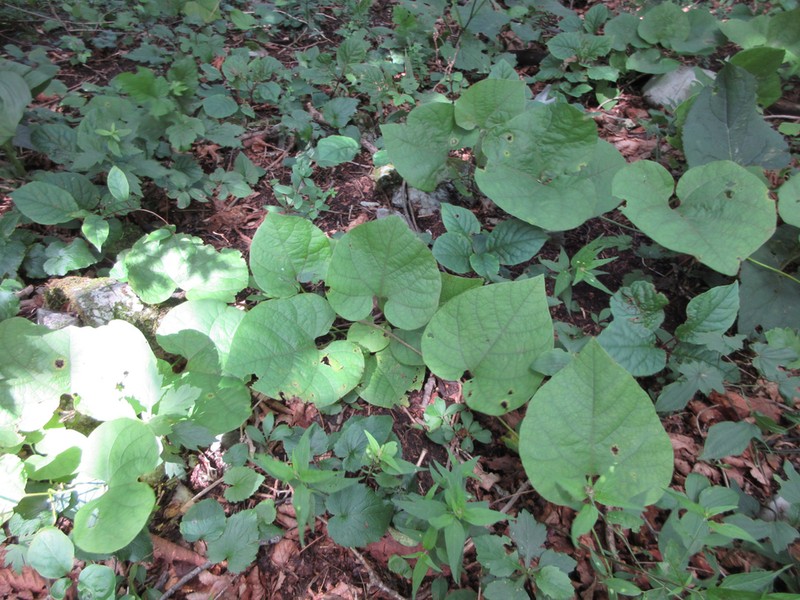 Aristolochia manshuriensis photo 5