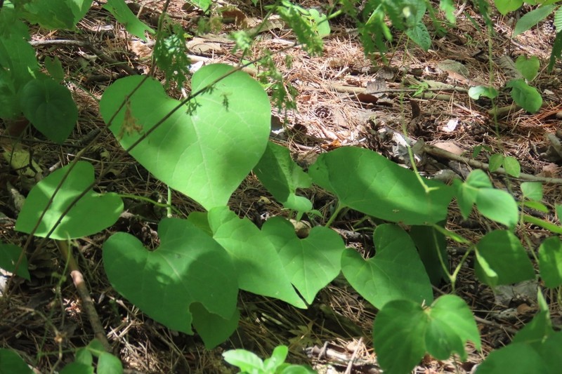 Aristolochia manshuriensis photo 6