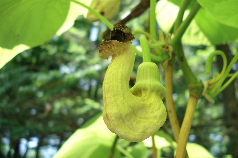 Aristolochia manshuriensis photo 7