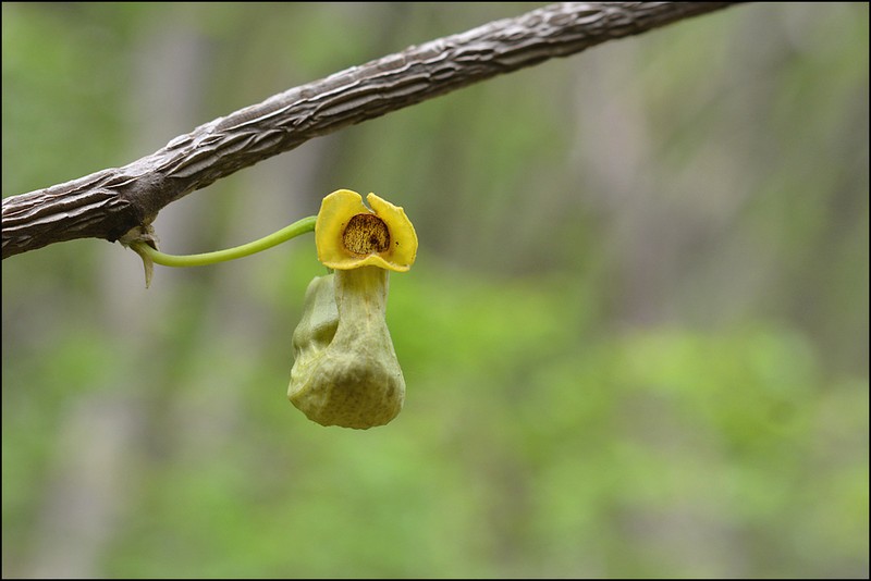Aristolochia manshuriensis photo 8