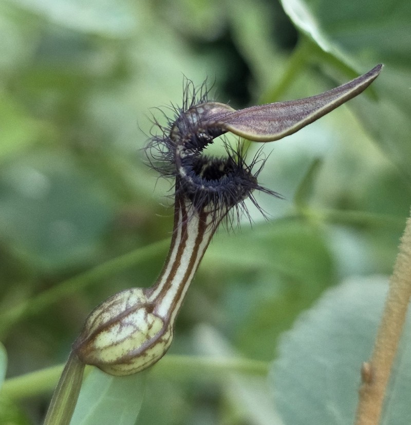 Aristolochia marioniana