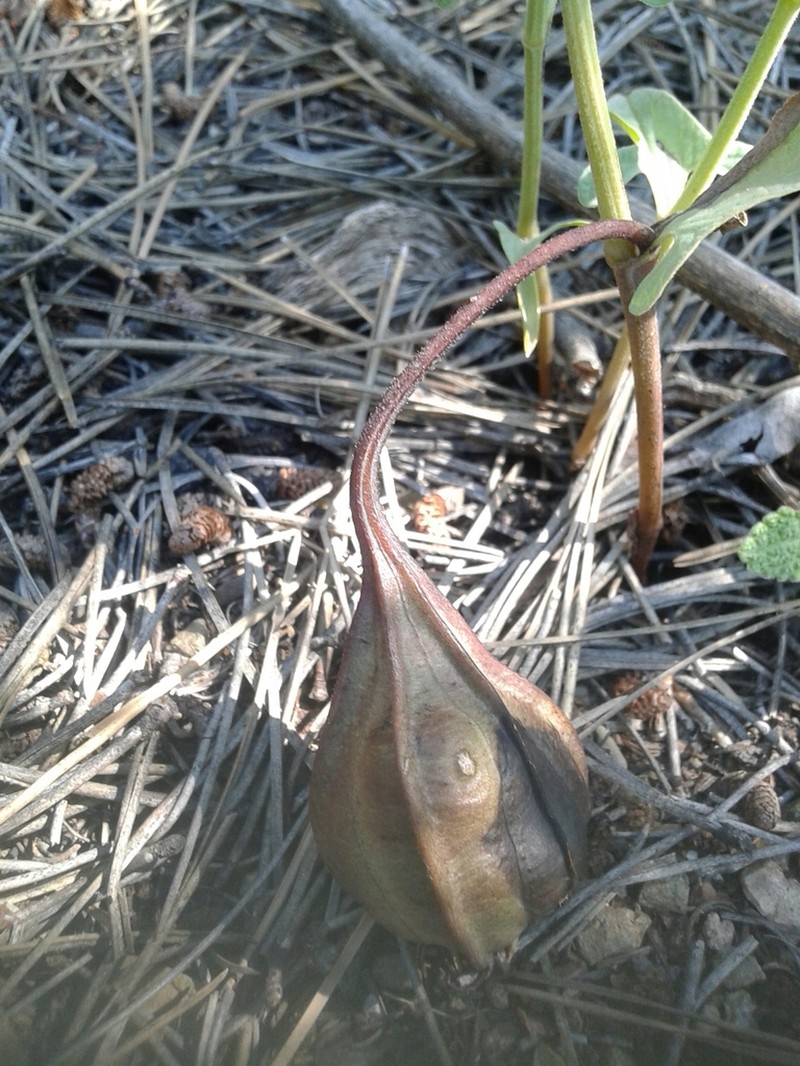 Aristolochia maurorum photo 2