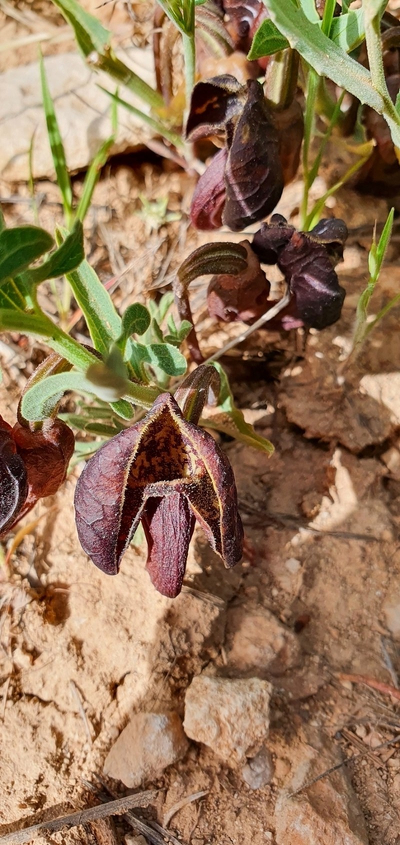 Aristolochia maurorum photo 5