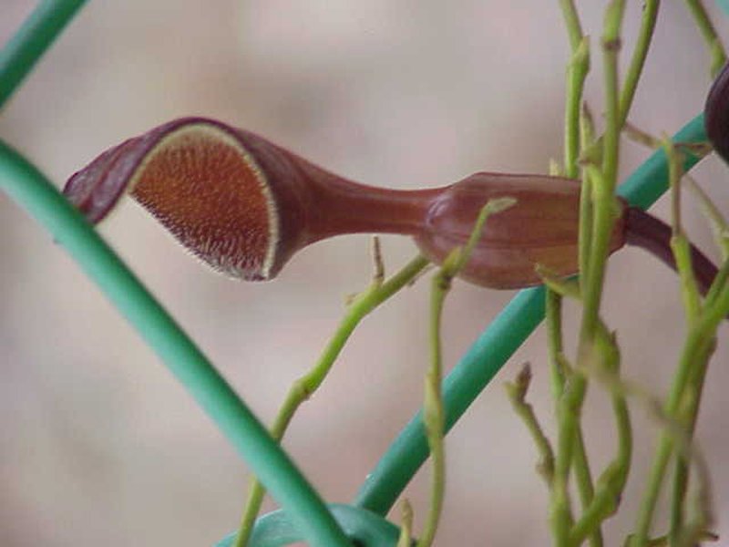 Florida Dutchman's Pipe