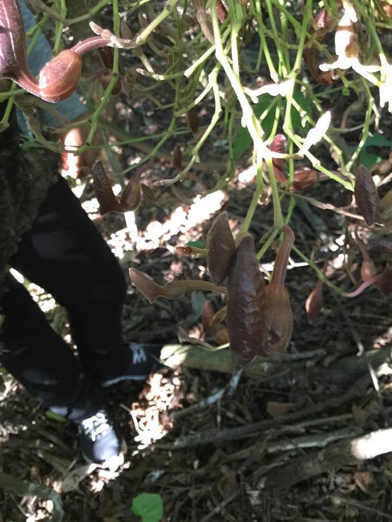 Florida Dutchman's Pipe photo 2