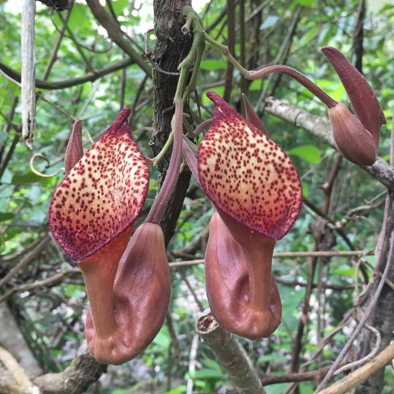 Florida Dutchman's Pipe photo 3