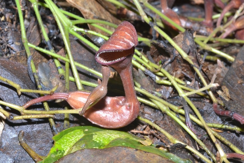 Florida Dutchman's Pipe photo 4