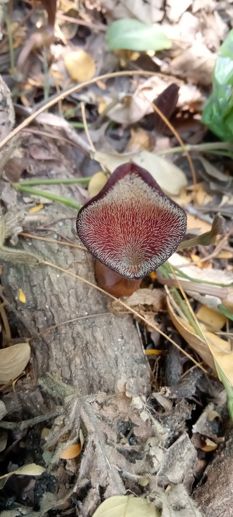 Florida Dutchman's Pipe photo 5