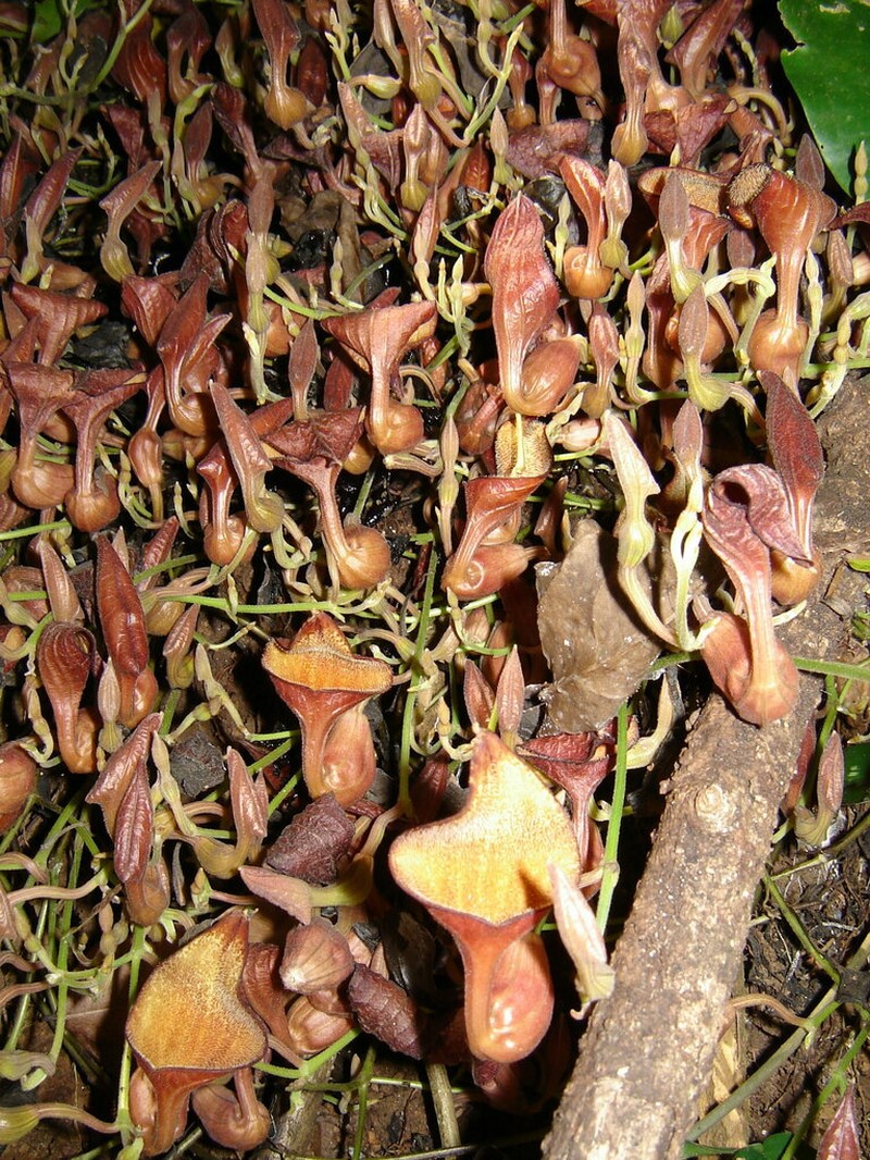 Florida Dutchman's Pipe photo 6