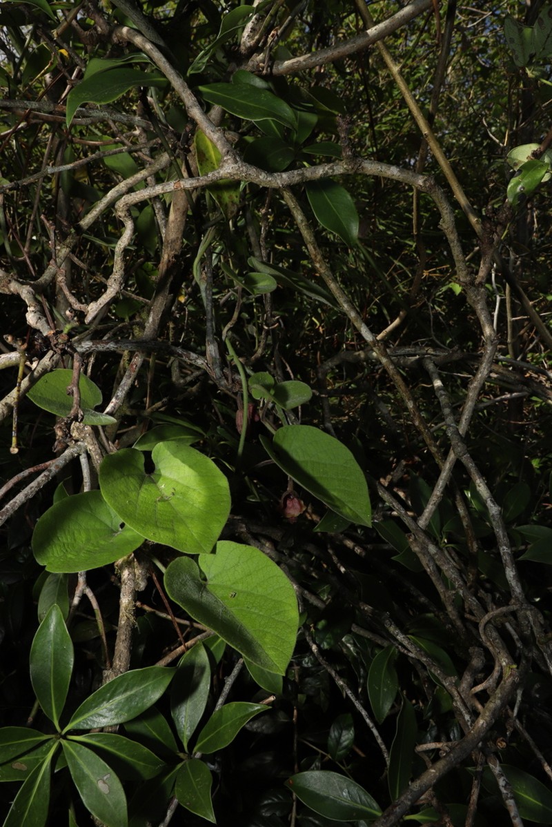 Aristolochia meionantha photo 3