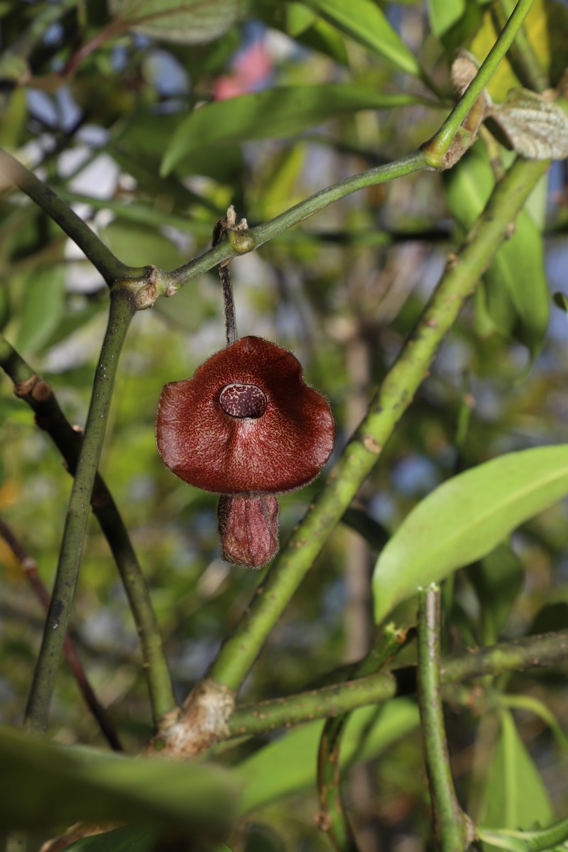 Aristolochia meionantha photo 2
