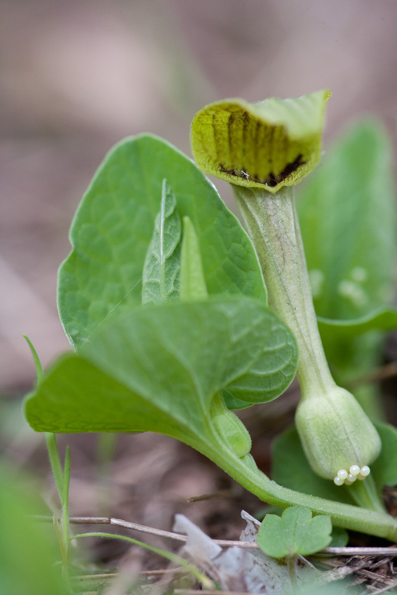 Aristolochia melanoglossa photo 7