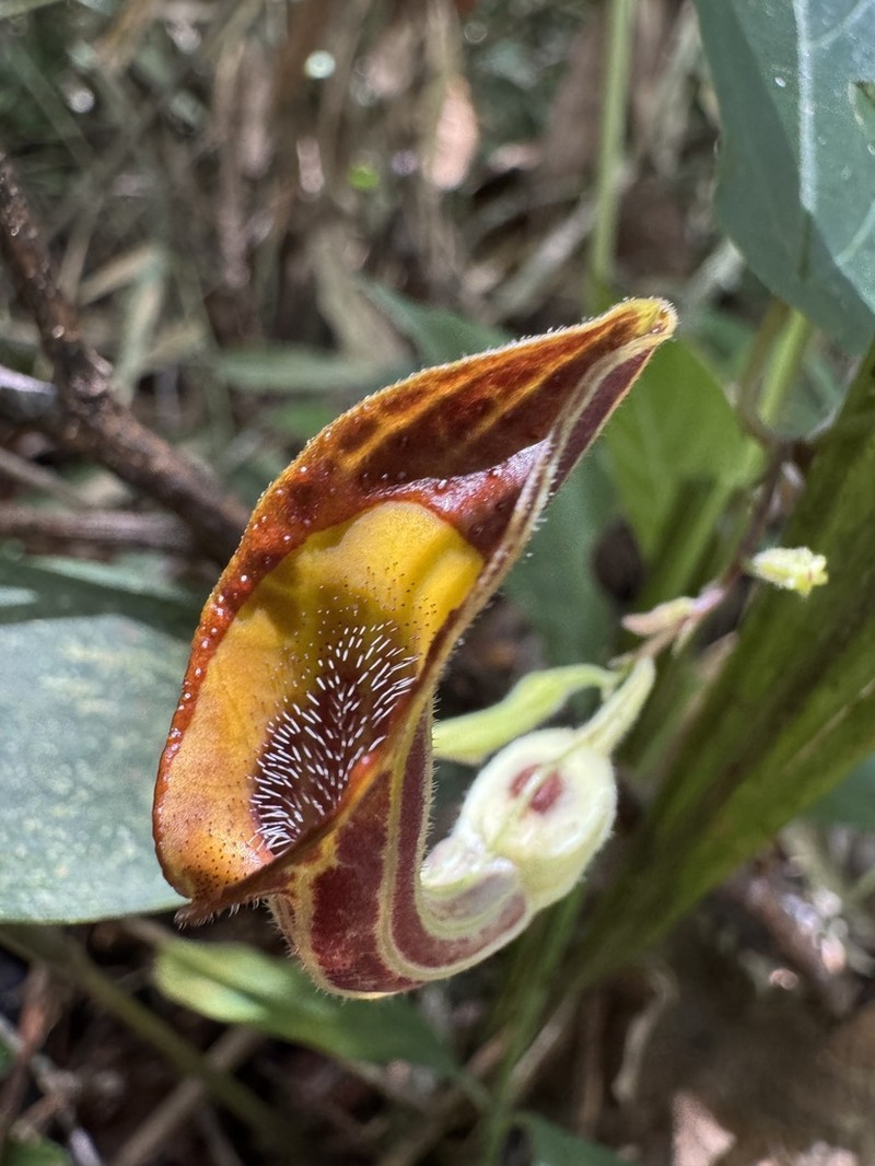 Aristolochia melastoma