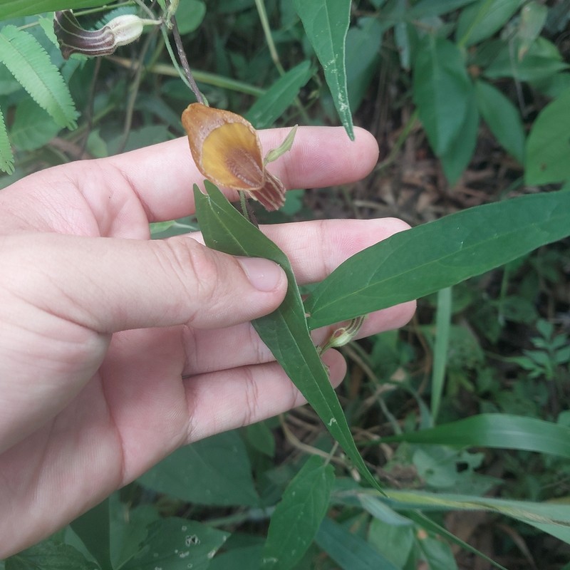 Aristolochia melastoma photo 2