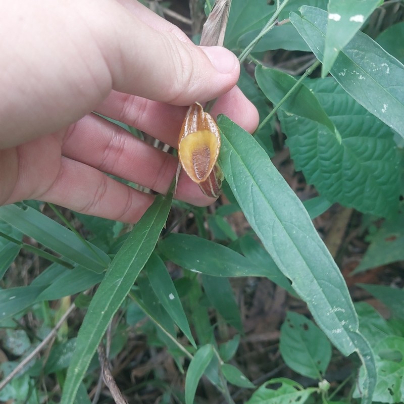 Aristolochia melastoma photo 3