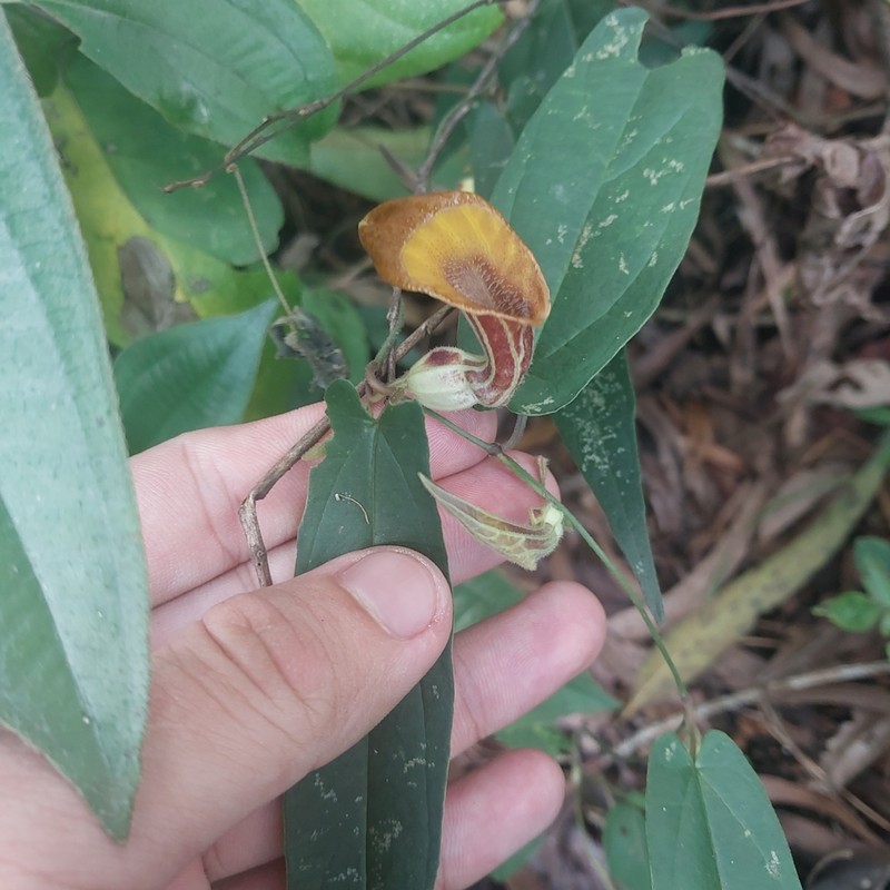 Aristolochia melastoma photo 4