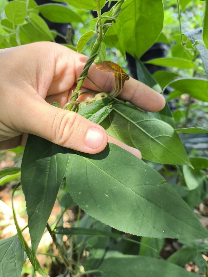 Aristolochia melastoma photo 6