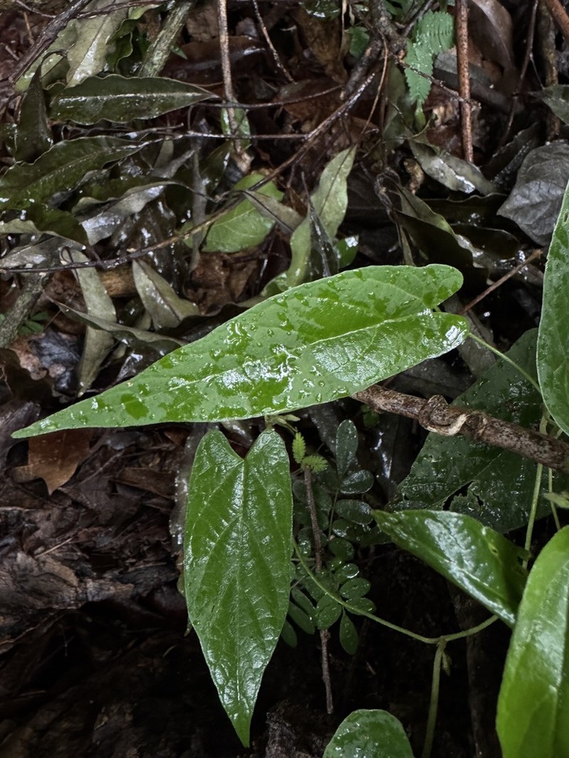 Aristolochia melastoma photo 7