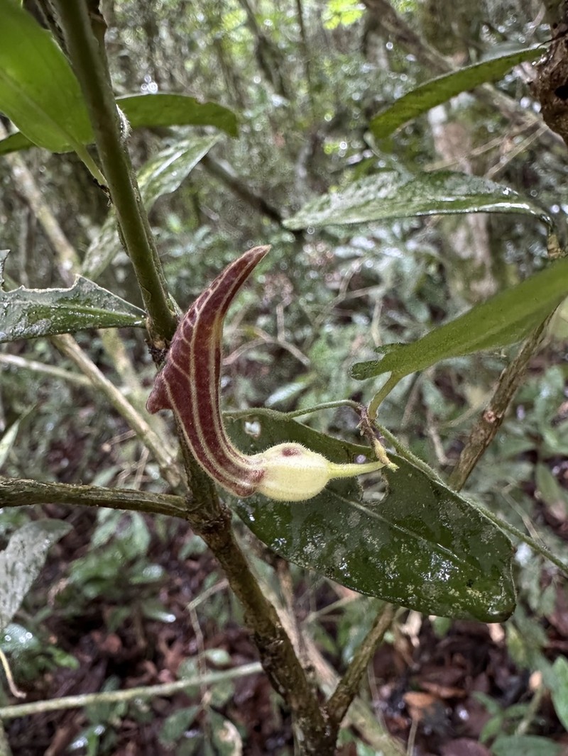 Aristolochia melastoma photo 8