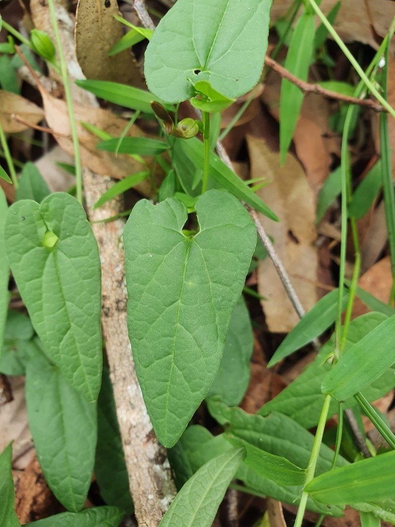 Aristolochia meridionalis