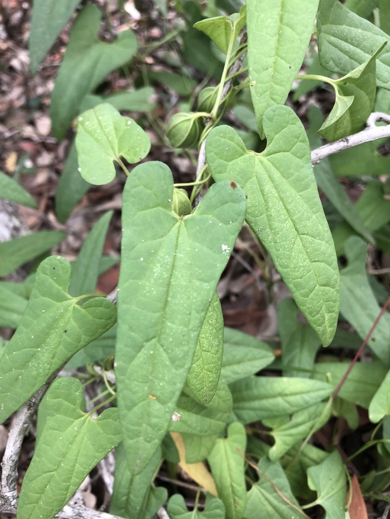 Aristolochia meridionalis photo 2