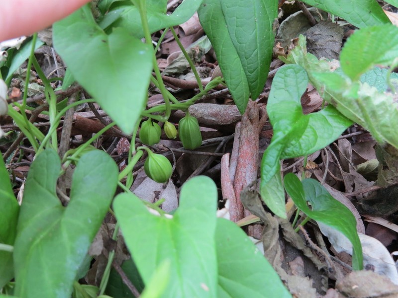 Aristolochia meridionalis photo 3
