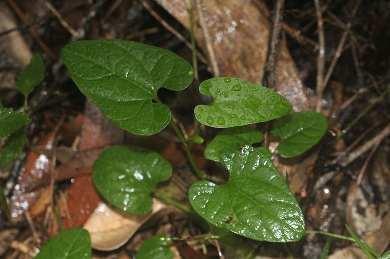 Aristolochia meridionalis photo 4