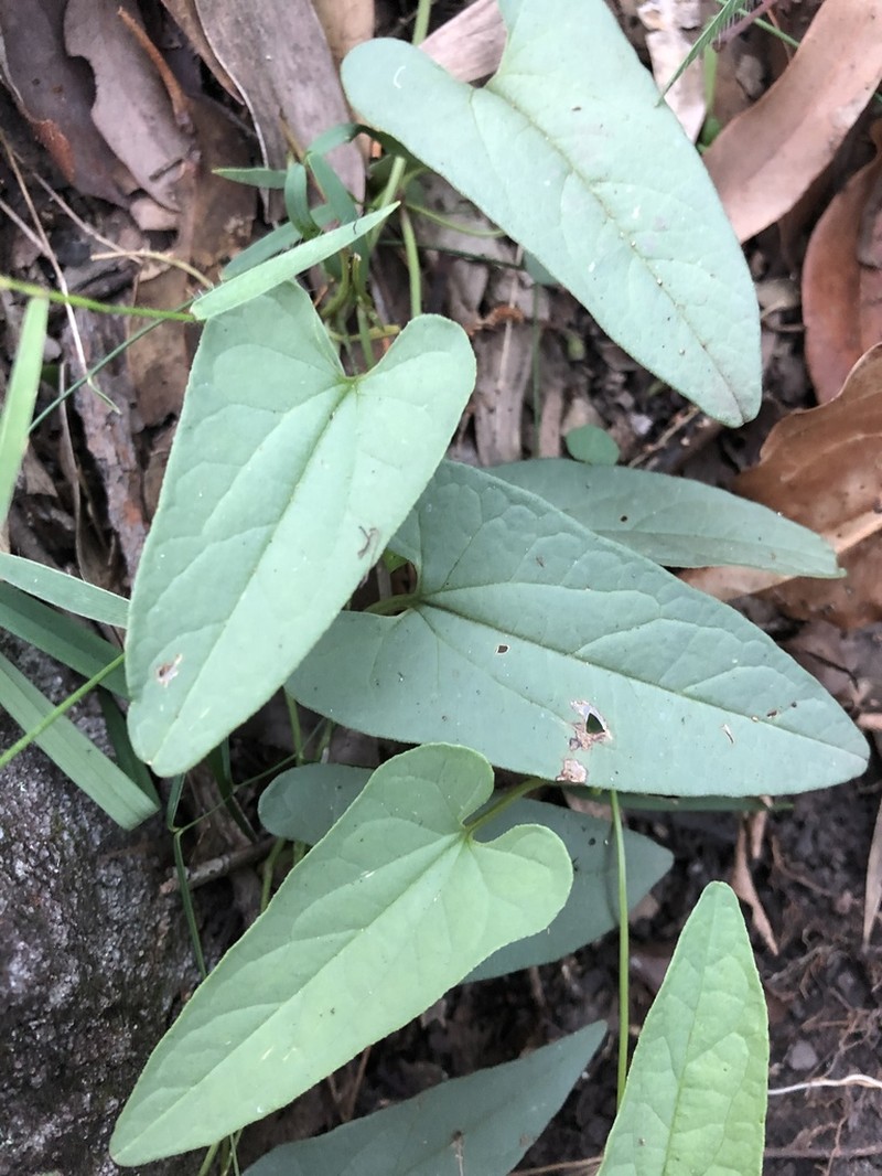 Aristolochia meridionalis photo 6