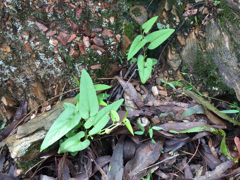 Aristolochia meridionalis photo 8