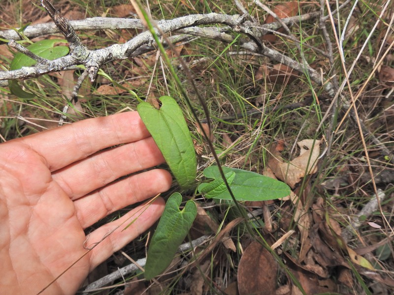 Aristolochia meridionalis subsp. meridionalis