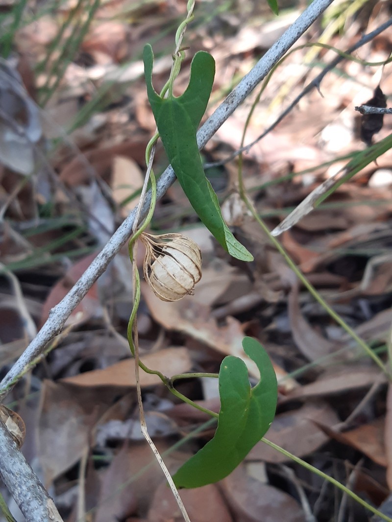 Aristolochia meridionalis subsp. meridionalis photo 2