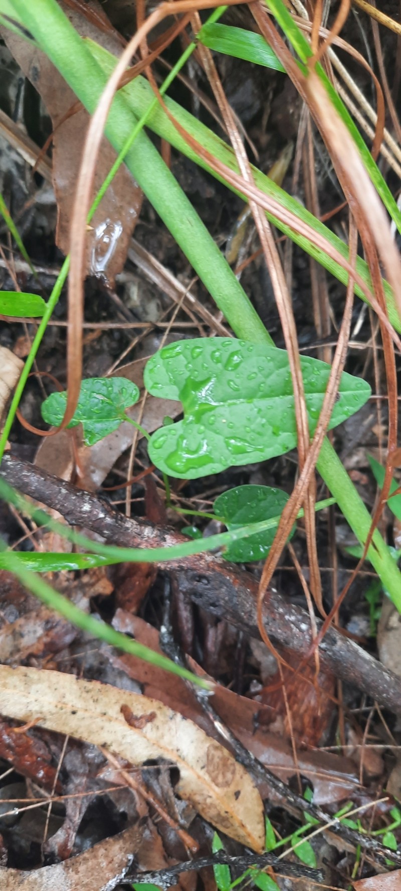 Aristolochia meridionalis subsp. meridionalis photo 3