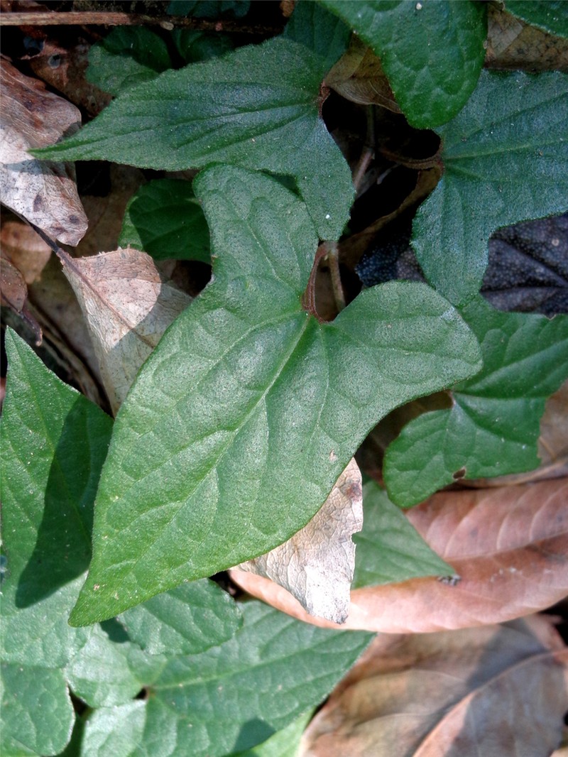 Aristolochia micrantha