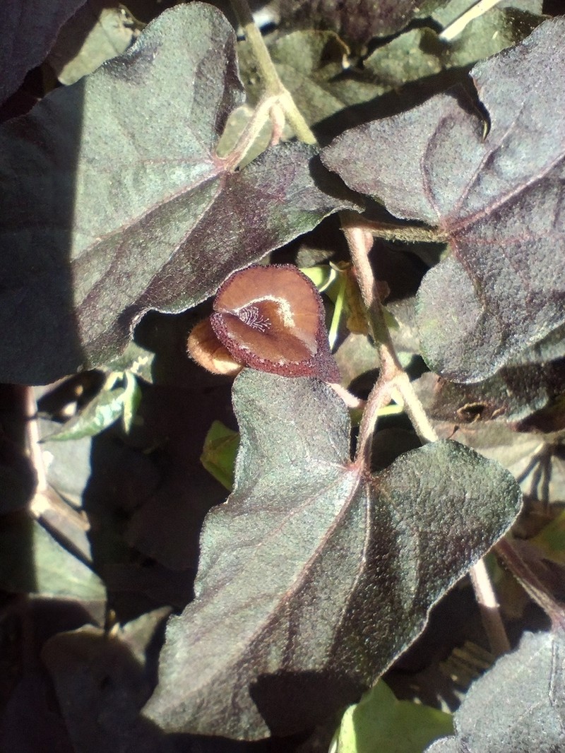 Aristolochia micrantha photo 2