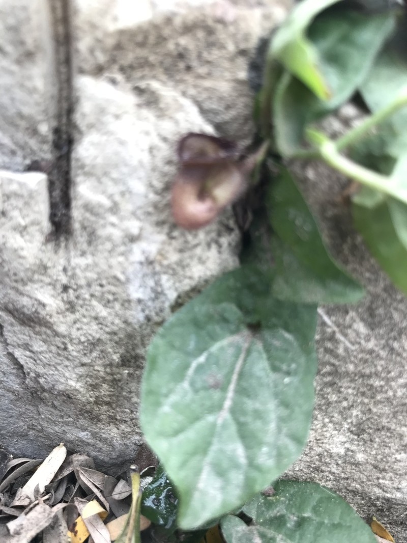 Aristolochia micrantha photo 4
