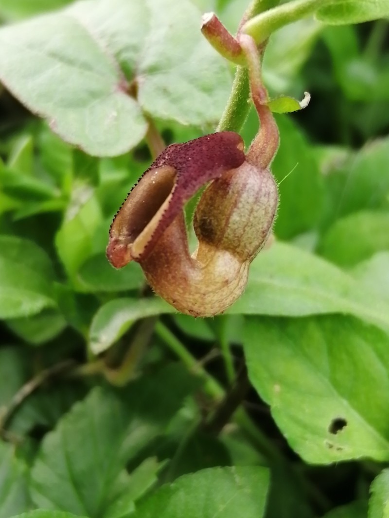 Aristolochia micrantha photo 7