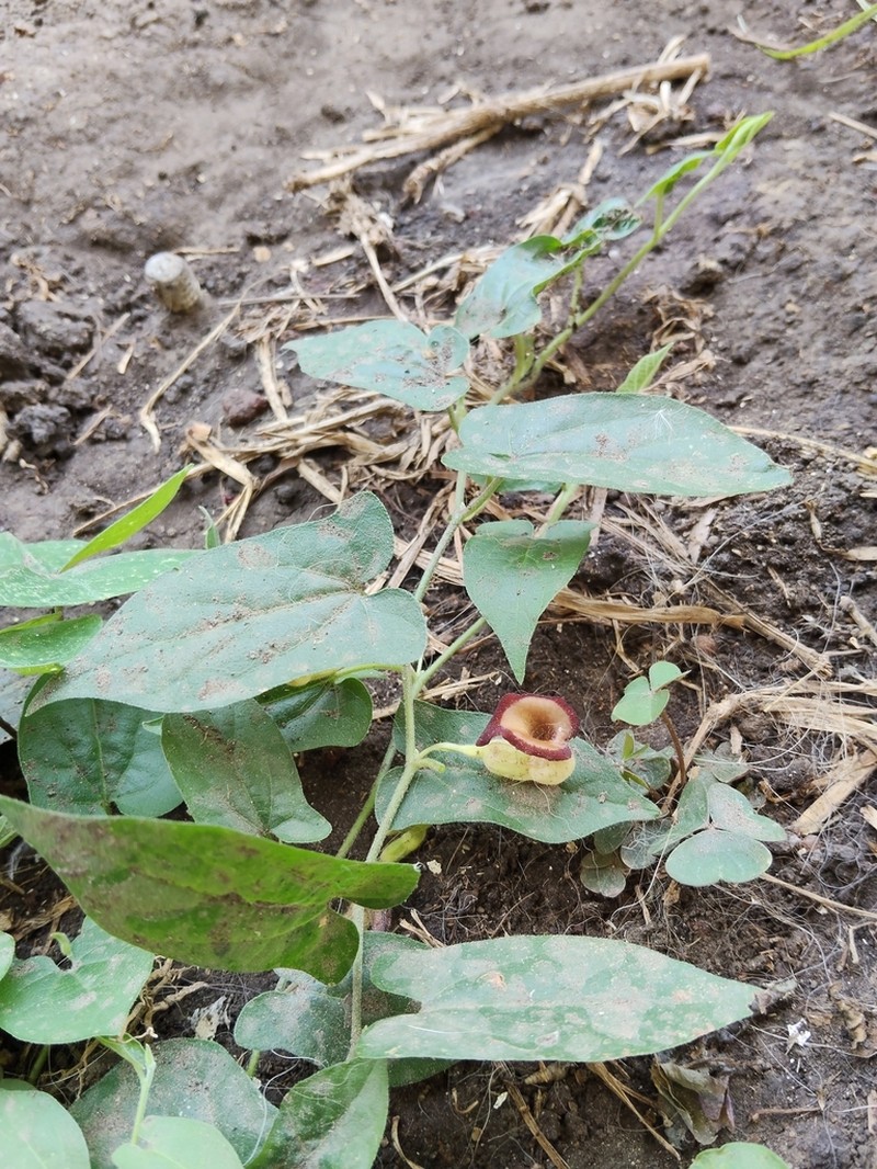 Aristolochia micrantha photo 8