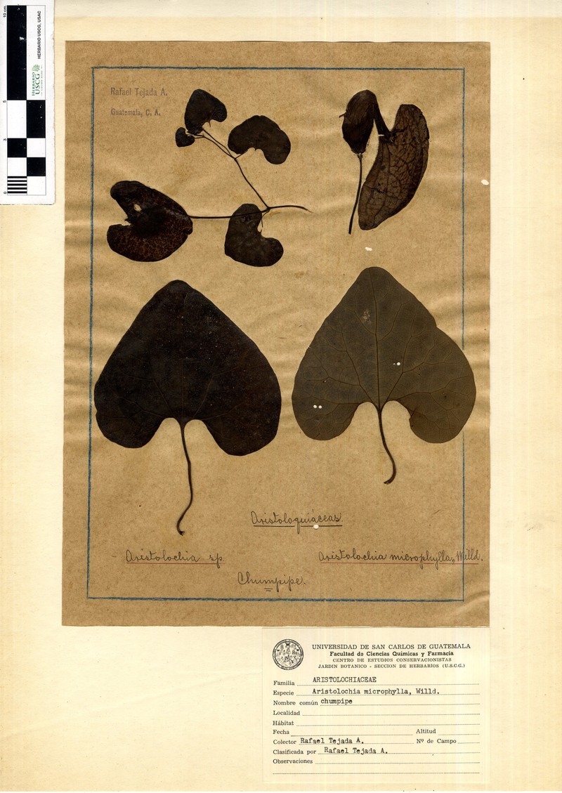 Aristolochia microphylla