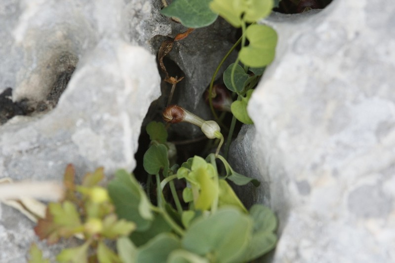 Aristolochia microstoma photo 2