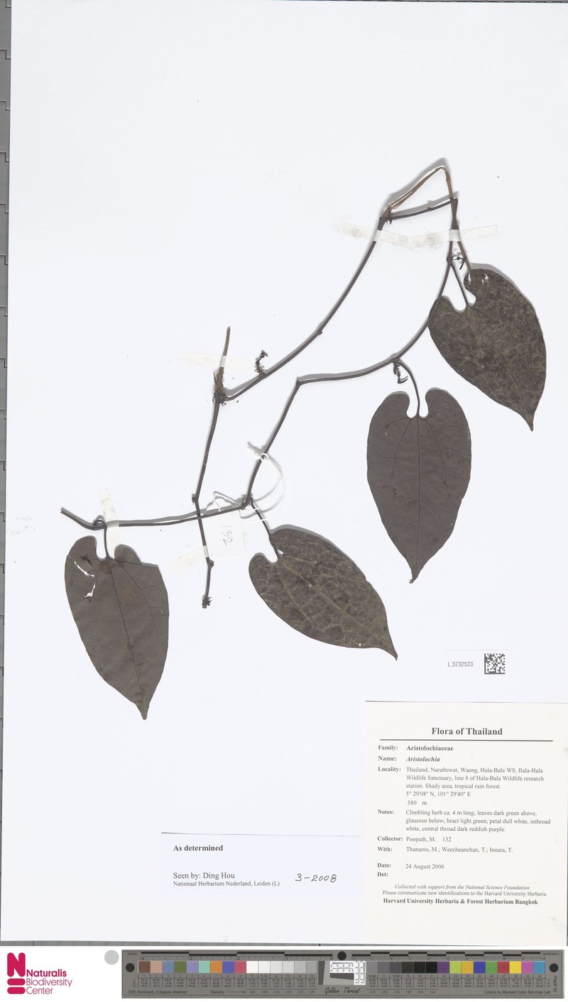 Aristolochia minutiflora