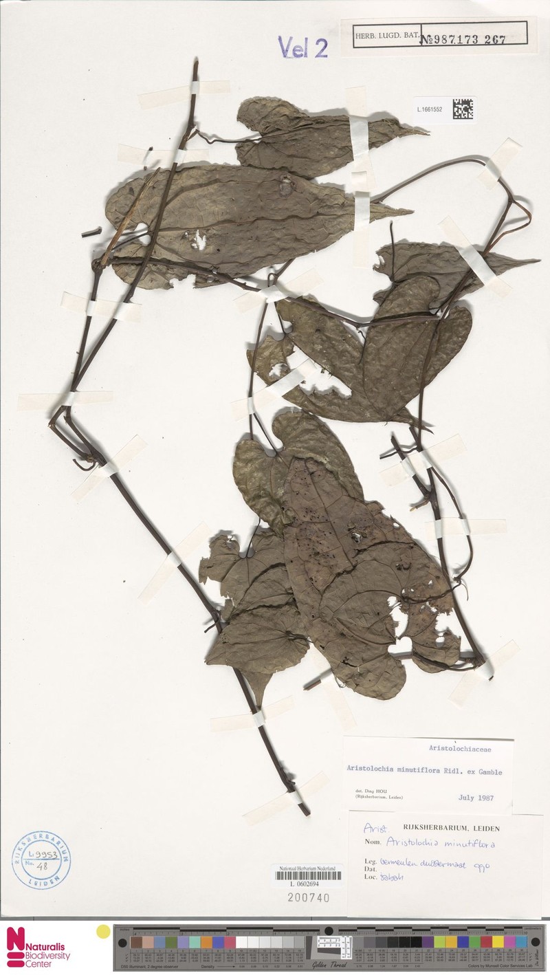 Aristolochia minutiflora photo 2