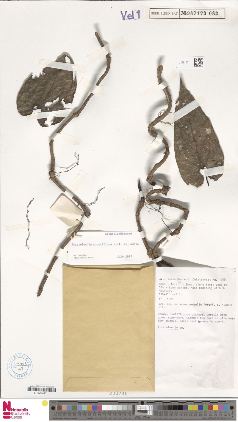 Aristolochia minutiflora photo 3