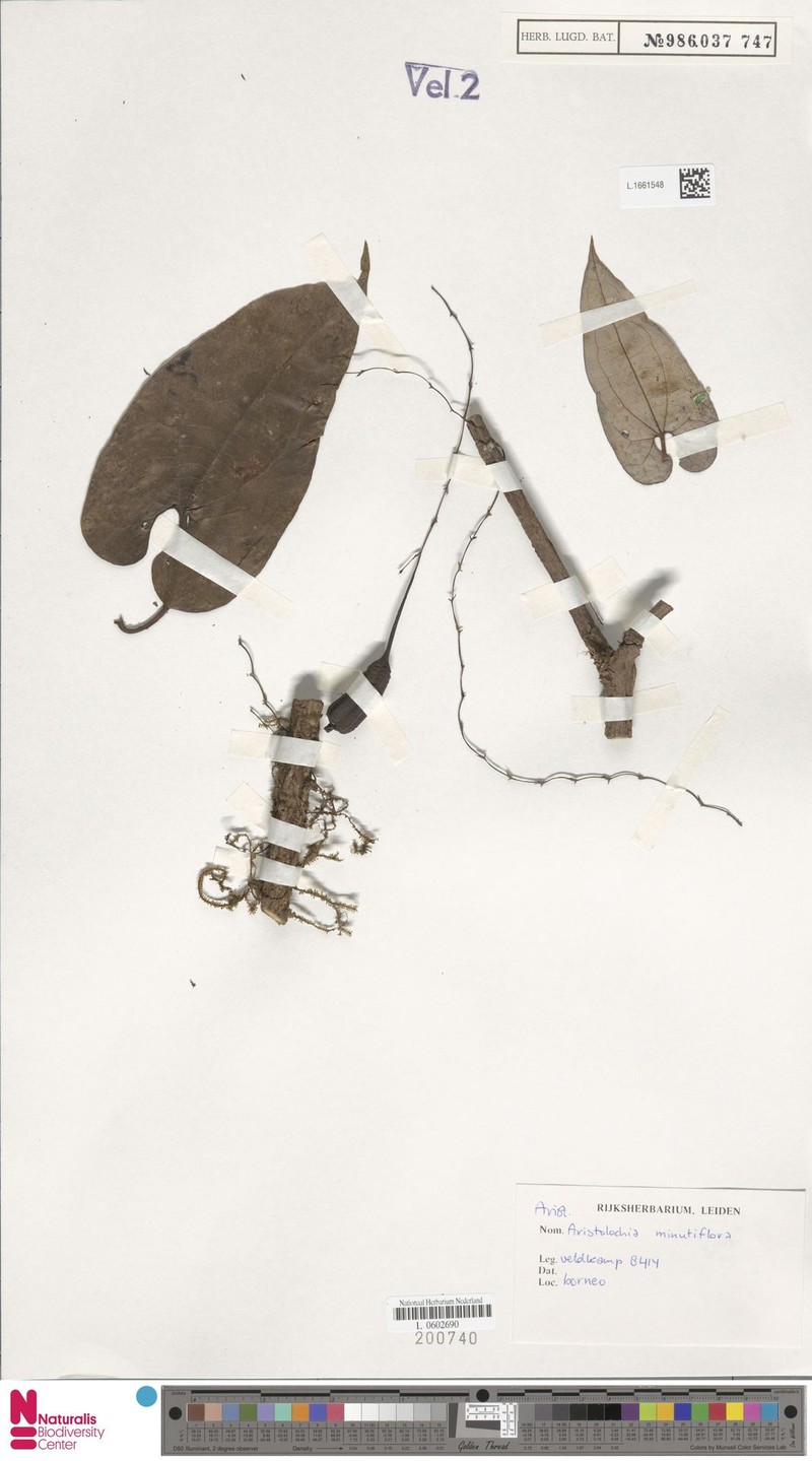 Aristolochia minutiflora photo 4