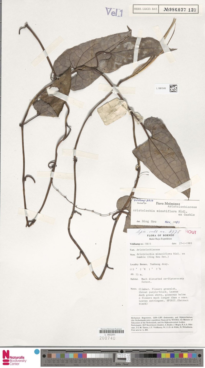 Aristolochia minutiflora photo 5
