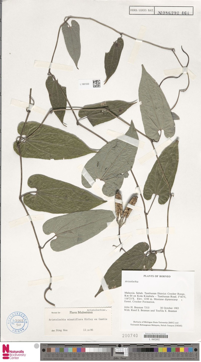 Aristolochia minutiflora photo 6